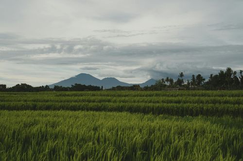 DLI Tausug Language Course